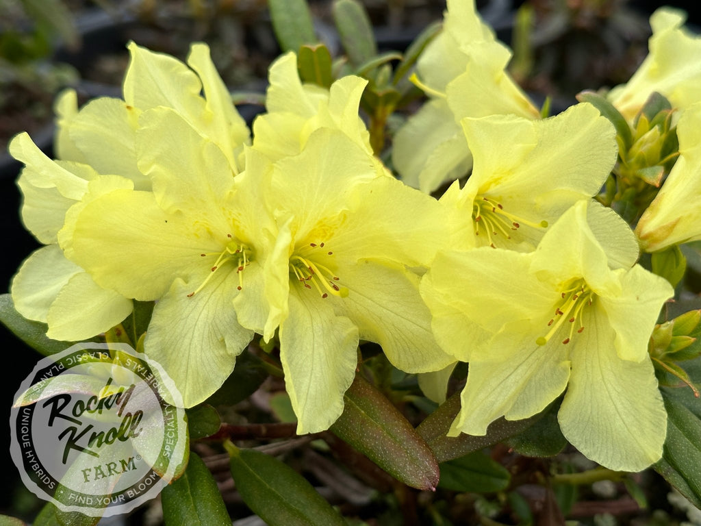 Rocky Knoll Farm Peter Bee Rhododendron