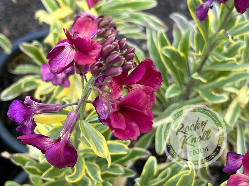 Erysimum Honeyberry (Wallflower) plant from Rocky Knoll Farm