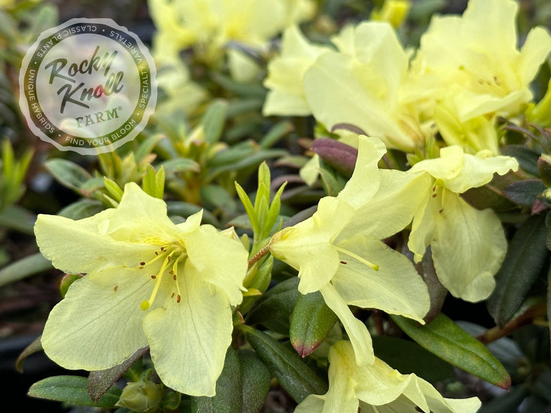 Peter Bee plant from Rocky Knoll Farm