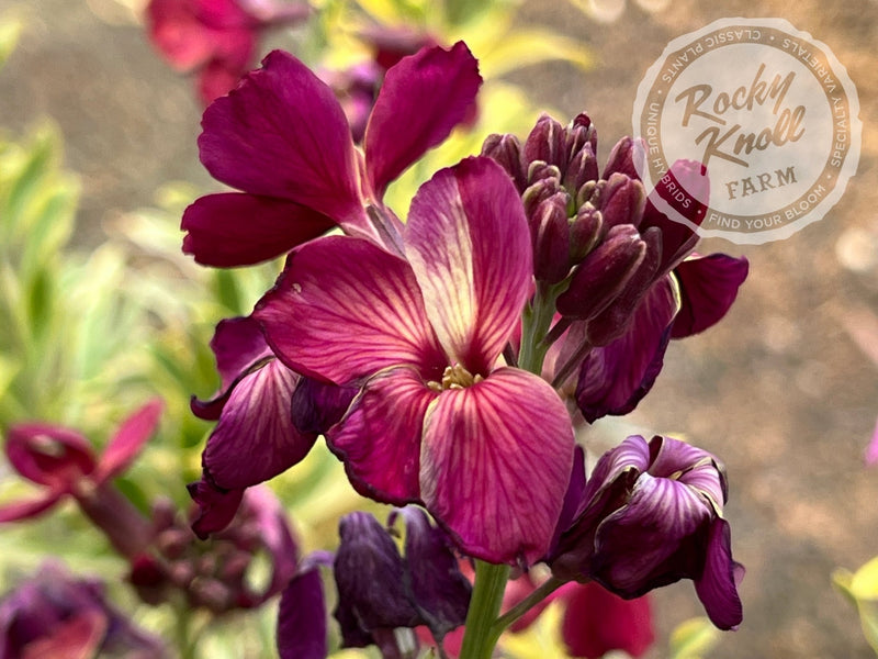 Erysimum Honeyberry (Wallflower) plant from Rocky Knoll Farm