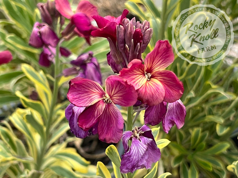 Erysimum Honeyberry (Wallflower) plant from Rocky Knoll Farm