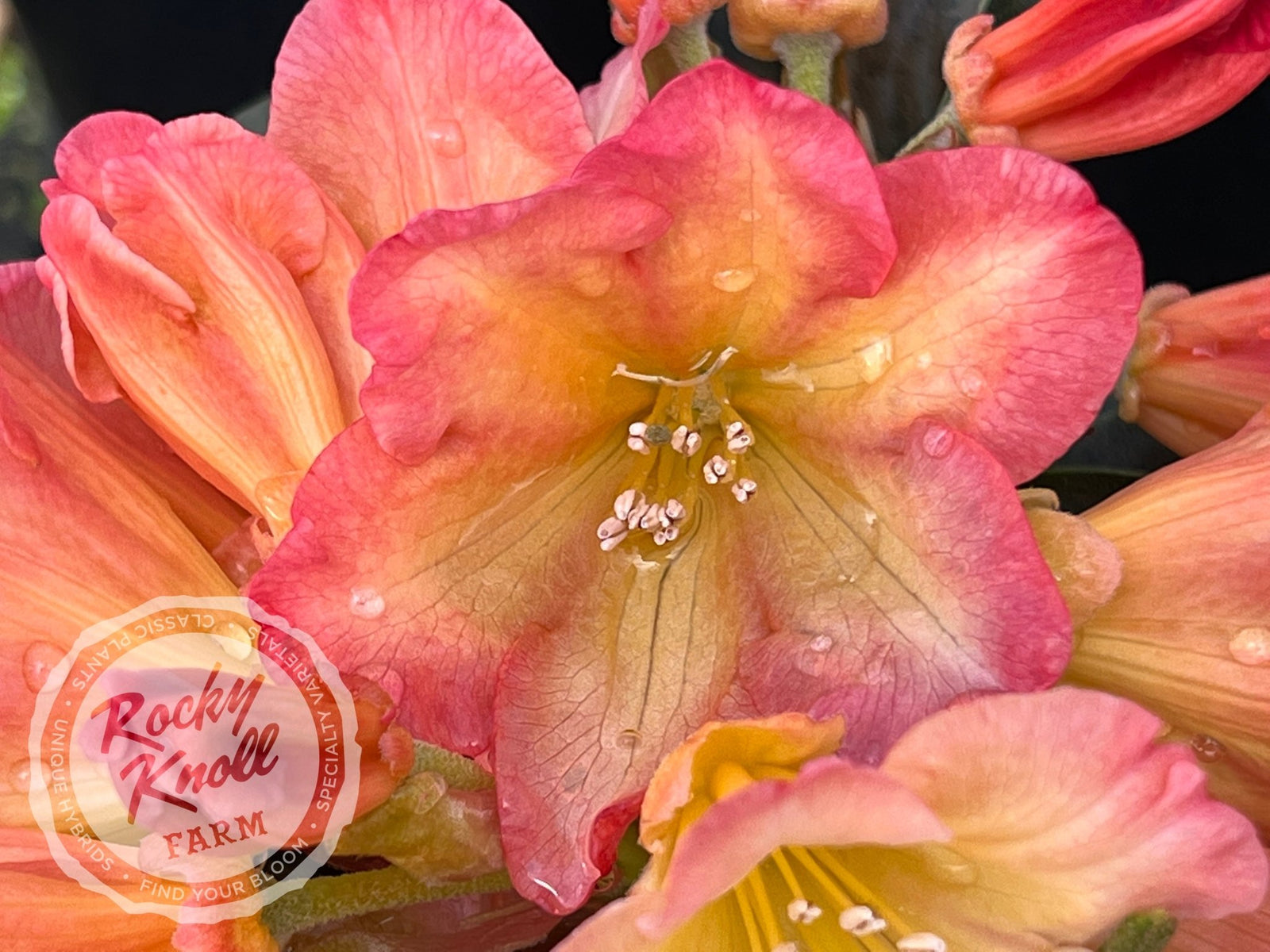 Neon - Rocky Knoll Farm