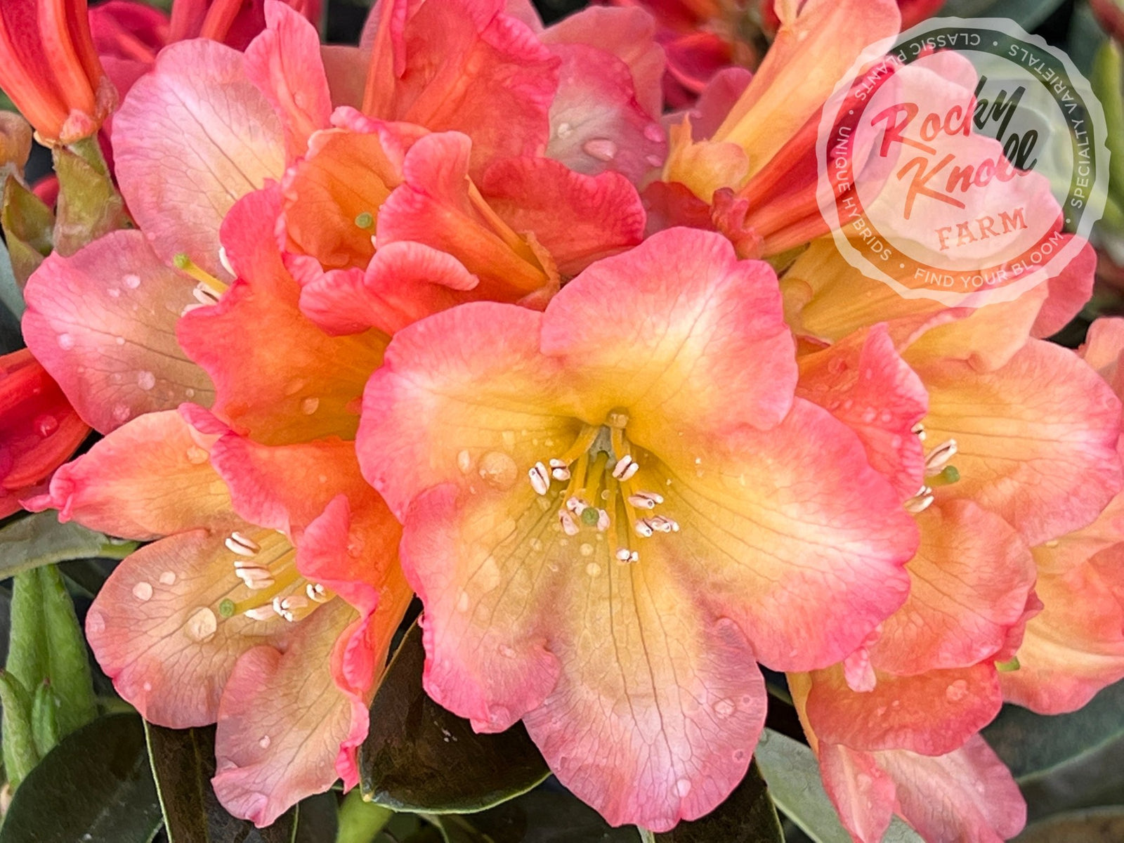 IMG_0846-864706_1600x.jpg?v=