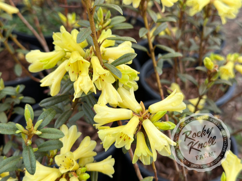 Yellow Hammer plant from Rocky Knoll Farm