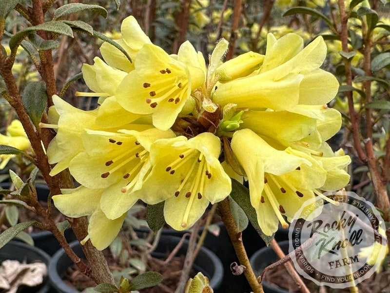 Yellow Hammer plant from Rocky Knoll Farm