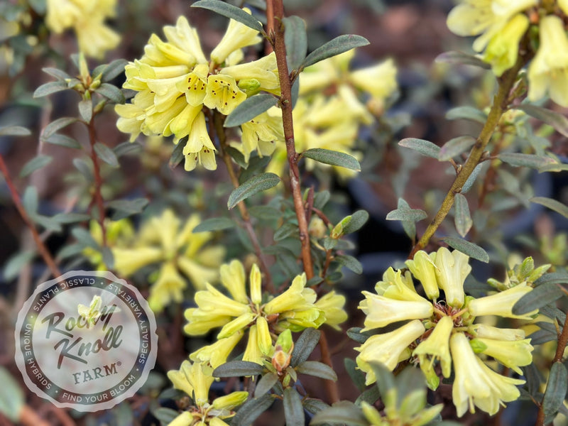 Yellow Hammer plant from Rocky Knoll Farm