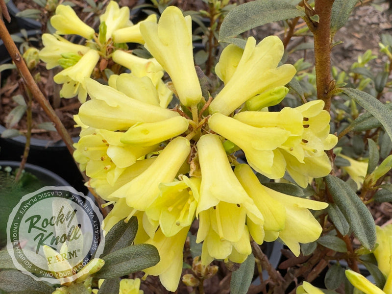 Yellow Hammer plant from Rocky Knoll Farm