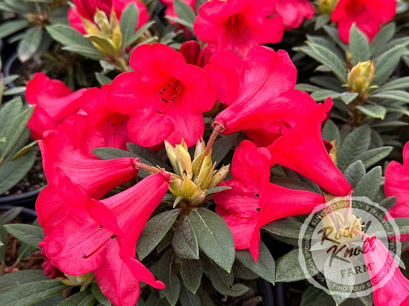 Elizabeth plant from Rocky Knoll Farm