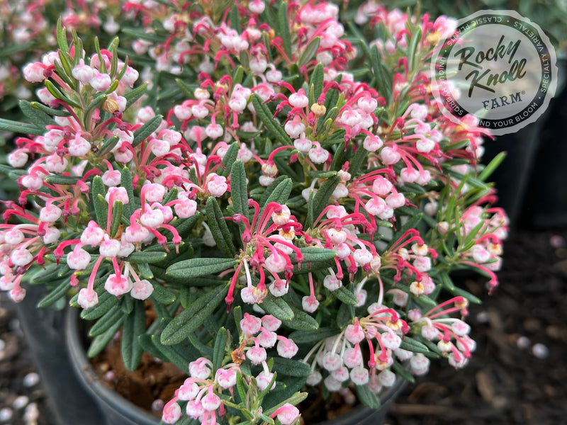 Blue Ice Bog Rosemary (Andromeda polifolia) plant from Rocky Knoll Farm