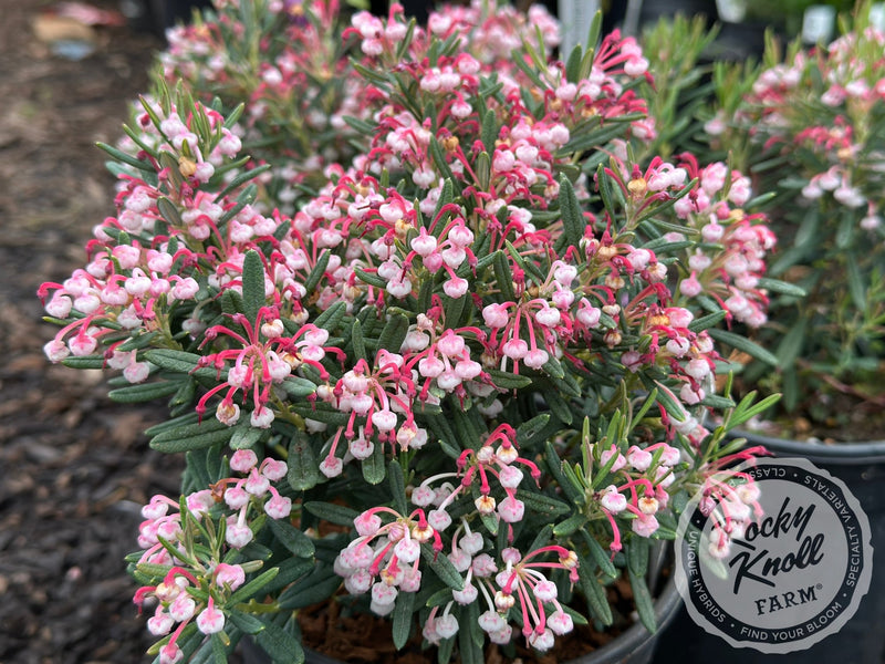 Blue Ice Bog Rosemary (Andromeda polifolia) plant from Rocky Knoll Farm