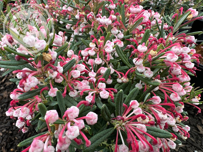 Blue Ice Bog Rosemary (Andromeda polifolia) plant from Rocky Knoll Farm