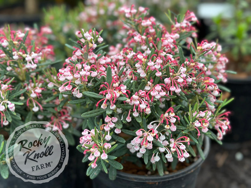 Blue Ice Bog Rosemary (Andromeda polifolia) plant from Rocky Knoll Farm