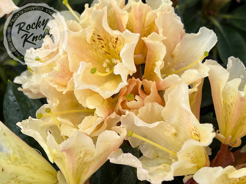 Glowing Gold plant from Rocky Knoll Farm