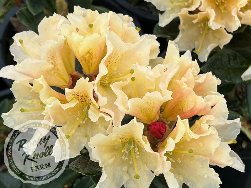 Glowing Gold plant from Rocky Knoll Farm