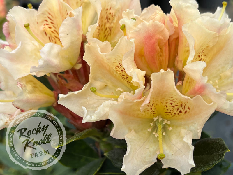 Glowing Gold plant from Rocky Knoll Farm
