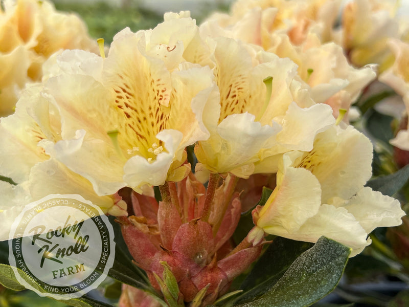 Glowing Gold plant from Rocky Knoll Farm