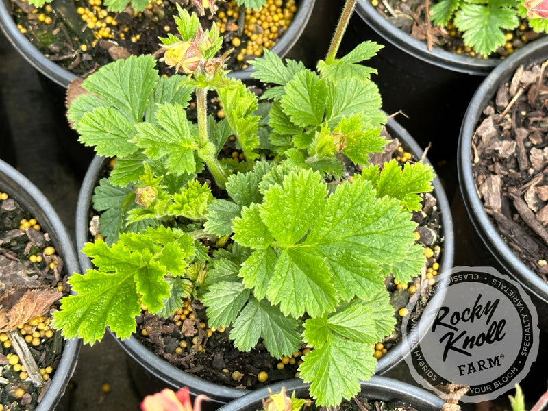 Geum 'Mai Tai' (Avens) plant from Rocky Knoll Farm