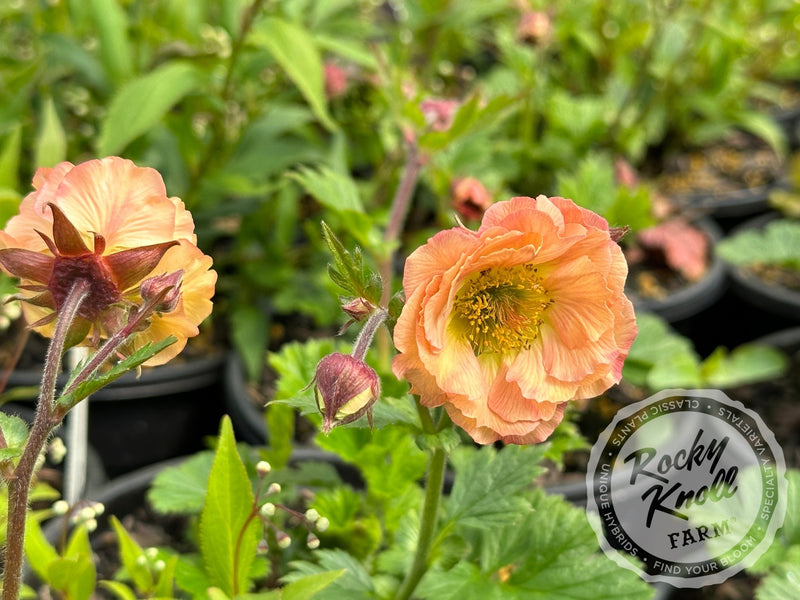 Geum 'Mai Tai' (Avens) plant from Rocky Knoll Farm