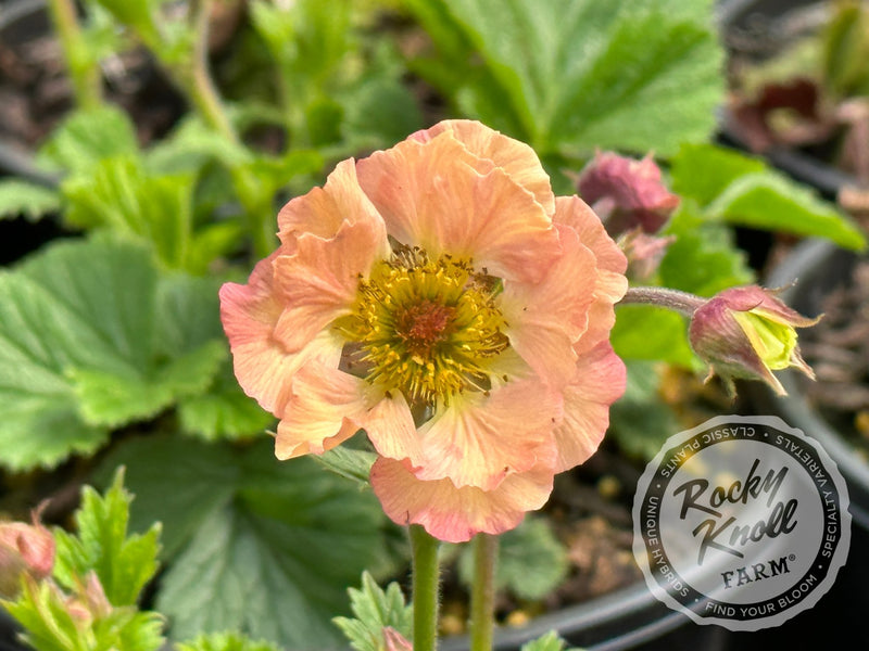 Geum 'Mai Tai' (Avens) plant from Rocky Knoll Farm