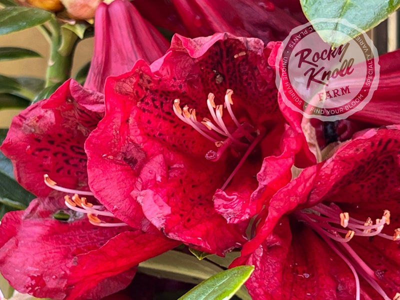Shining Sea plant from Rocky Knoll Farm