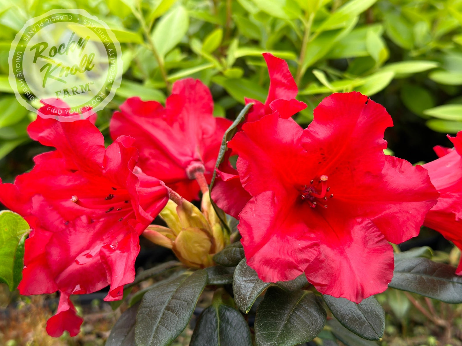 hobby rhododendron Elizabeth Hobbie