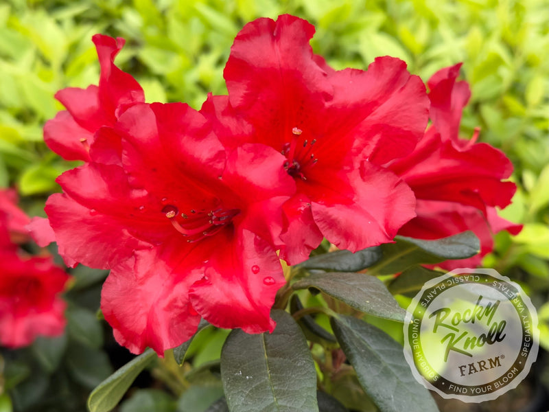 Elizabeth Hobbie plant from Rocky Knoll Farm