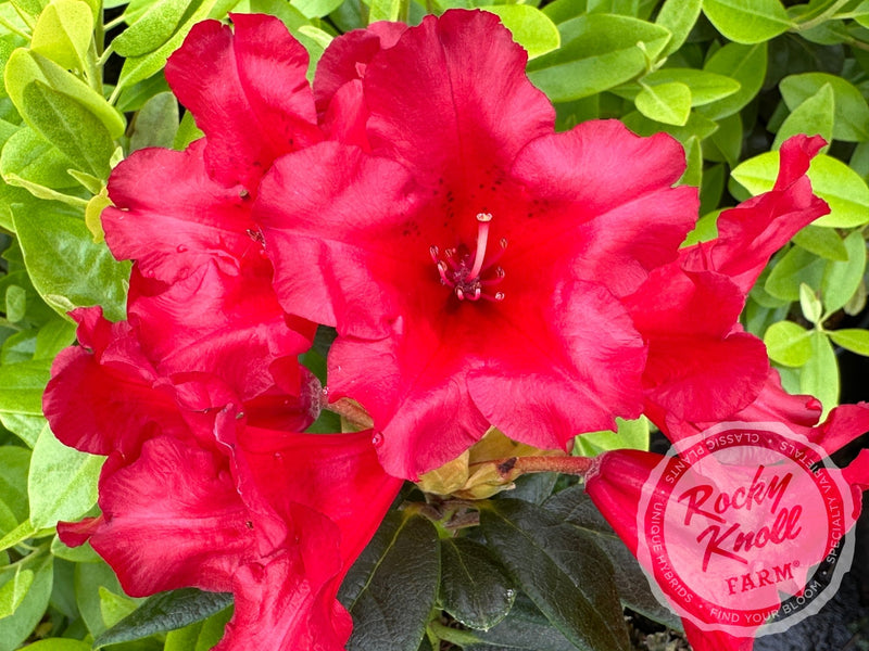 Elizabeth Hobbie plant from Rocky Knoll Farm