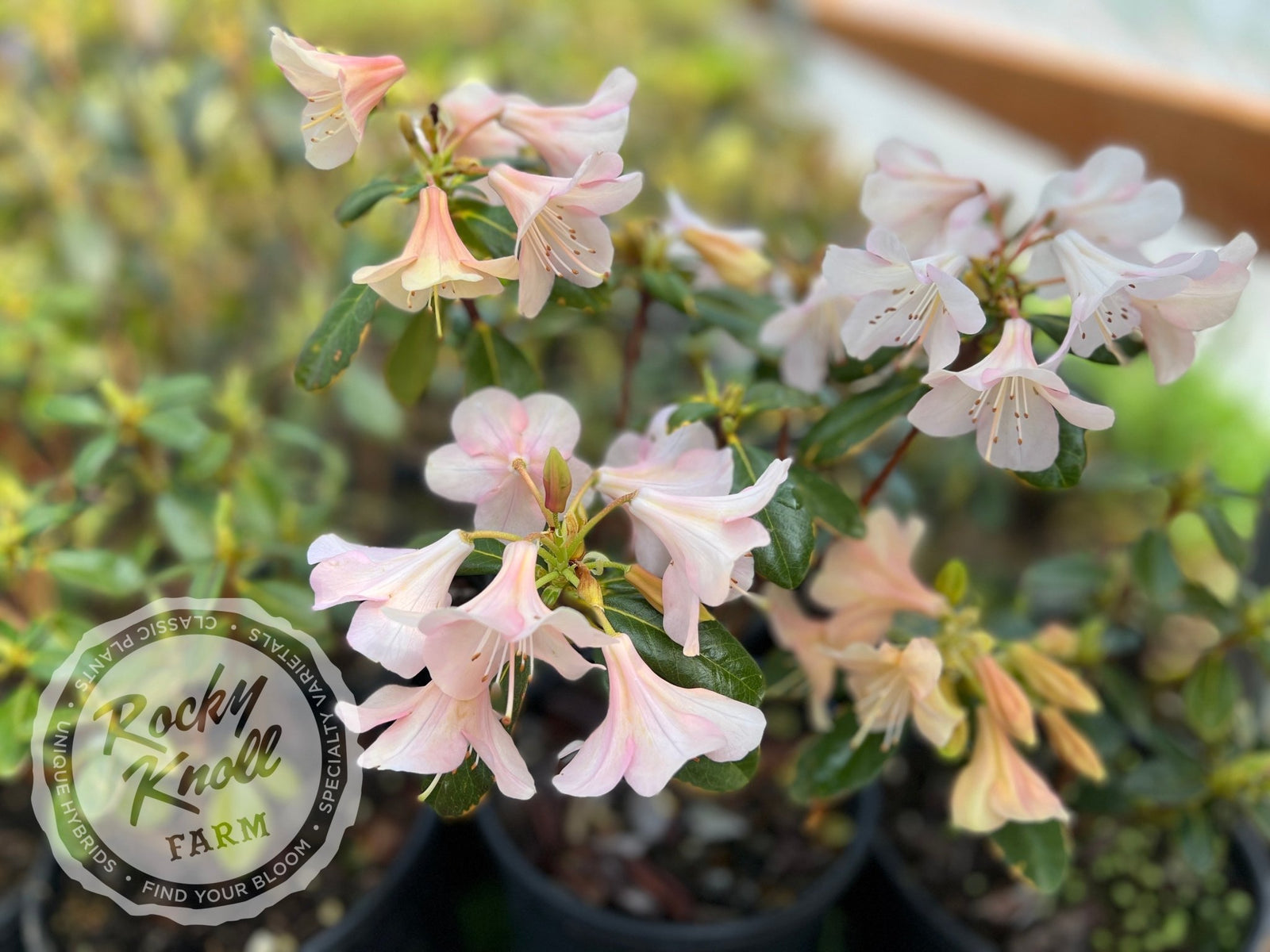 Rococoantiquepinkリース直径約40cm花幅約15㎝ IMG_0917-908315_1600x.jpg?v=
