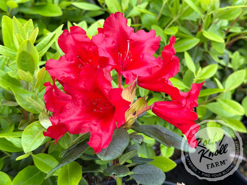 Elizabeth Hobbie plant from Rocky Knoll Farm