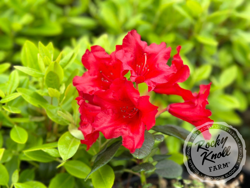 Elizabeth Hobbie plant from Rocky Knoll Farm