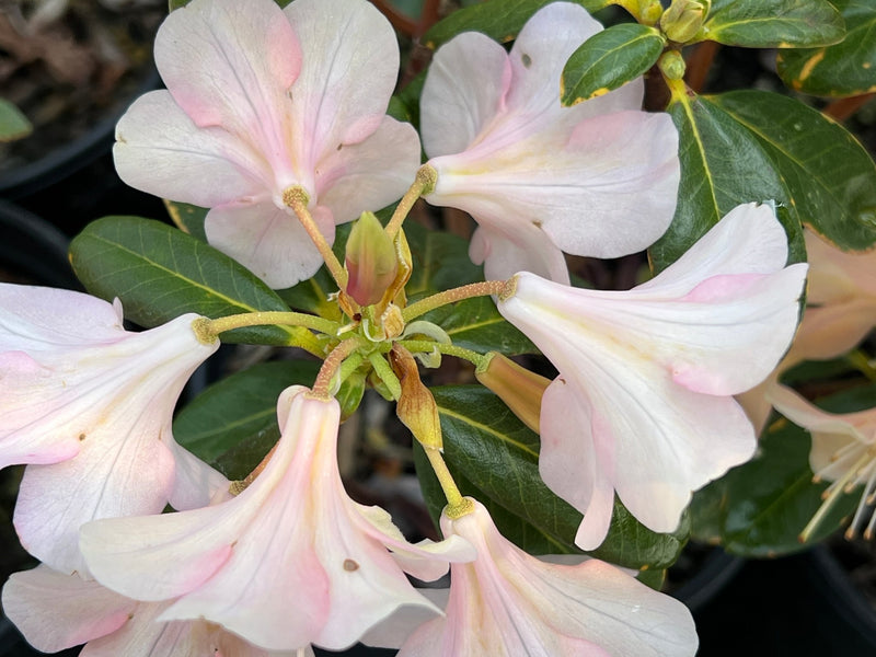 Alison Johnstone plant from Rocky Knoll Farm