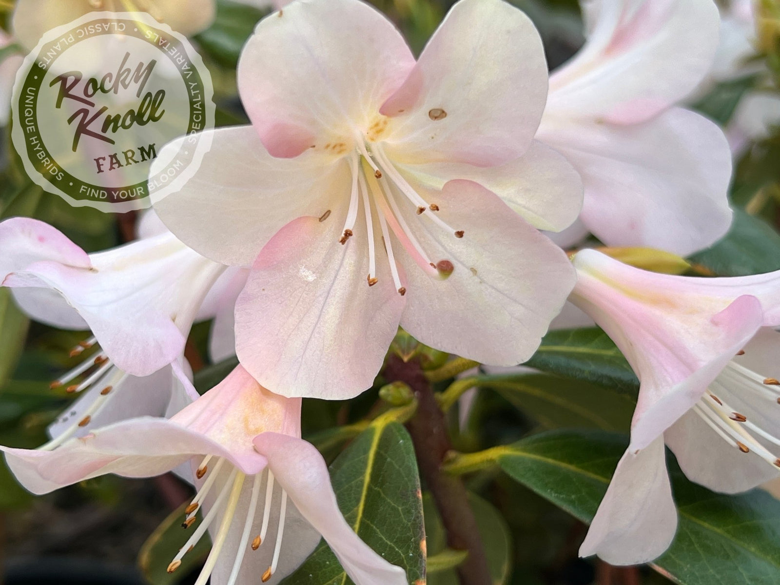Rococoantiquepinkリース直径約40cm花幅約15㎝ Alison Johnstone - Rocky Knoll Farm