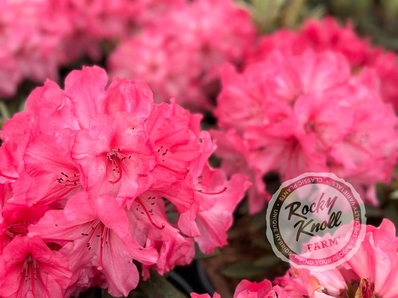 Strawberry Chiffon plant from Rocky Knoll Farm