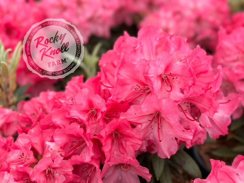 Strawberry Chiffon plant from Rocky Knoll Farm