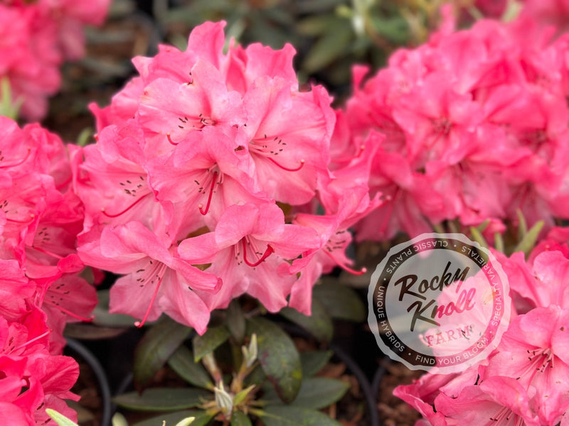 Strawberry Chiffon plant from Rocky Knoll Farm