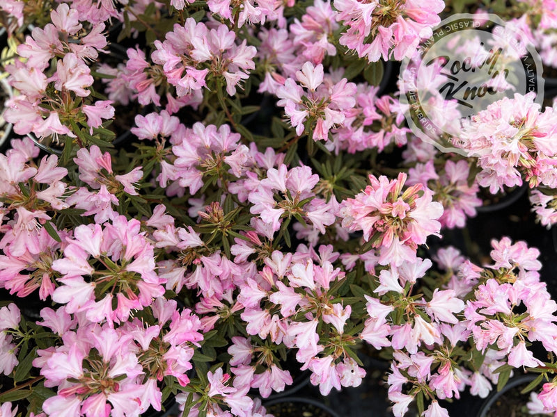Honsu's Baby plant from Rocky Knoll Farm
