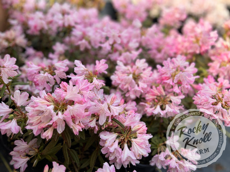 Honsu's Baby plant from Rocky Knoll Farm
