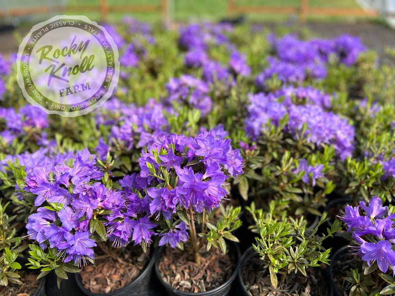 Vibrant Violet plant from Rocky Knoll Farm