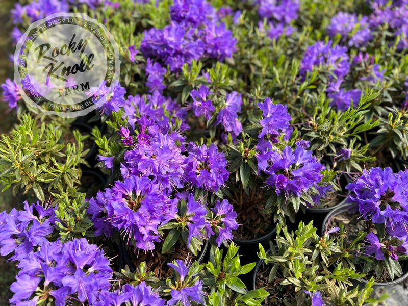 Vibrant Violet plant from Rocky Knoll Farm