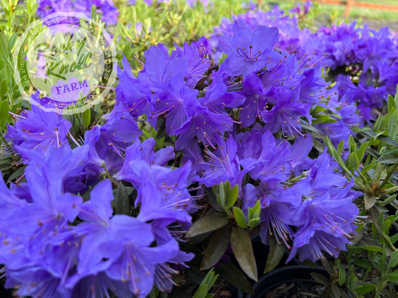 Vibrant Violet plant from Rocky Knoll Farm