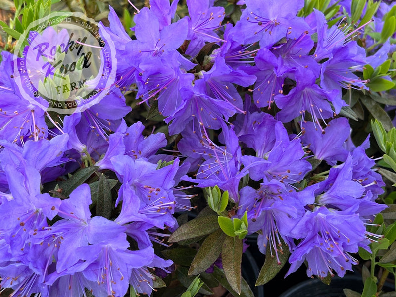 Vibrant Violet plant from Rocky Knoll Farm