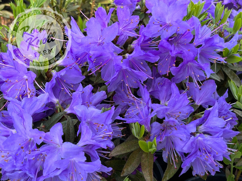 Vibrant Violet plant from Rocky Knoll Farm