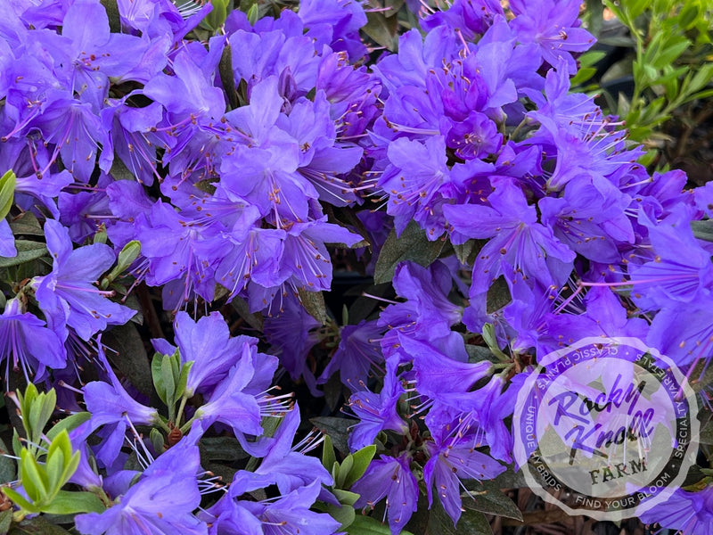Vibrant Violet plant from Rocky Knoll Farm
