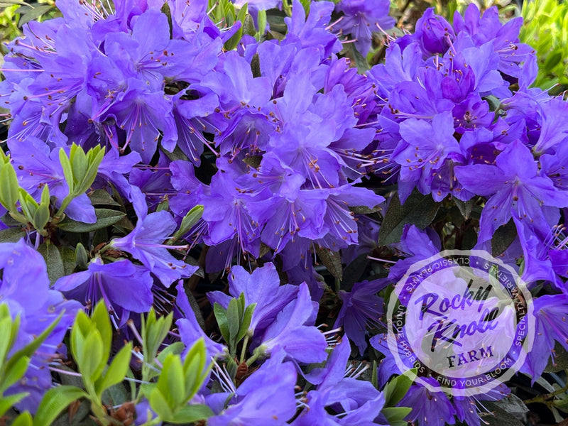 Vibrant Violet plant from Rocky Knoll Farm