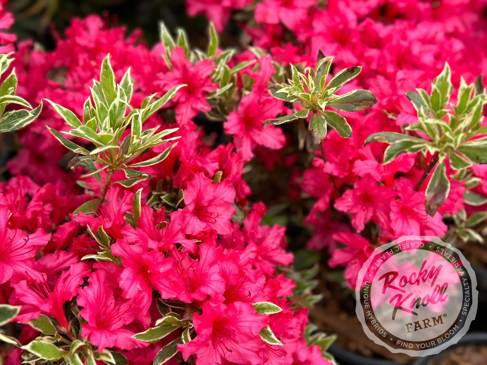 Silver Sword azalea - Rocky Knoll Farm