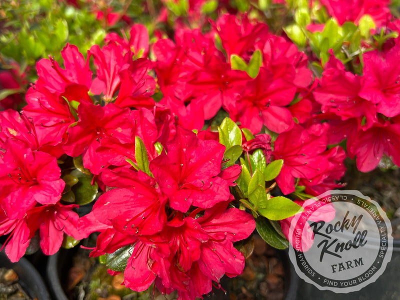 Hino Crimson plant from Rocky Knoll Farm