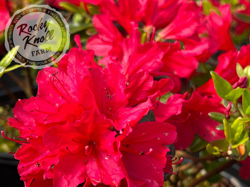 Hino Crimson plant from Rocky Knoll Farm