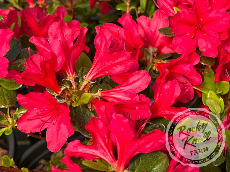 Hino Crimson plant from Rocky Knoll Farm