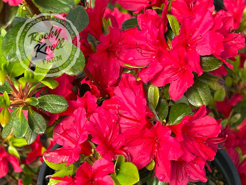 Hino Crimson plant from Rocky Knoll Farm