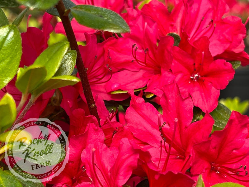 Hino Crimson plant from Rocky Knoll Farm